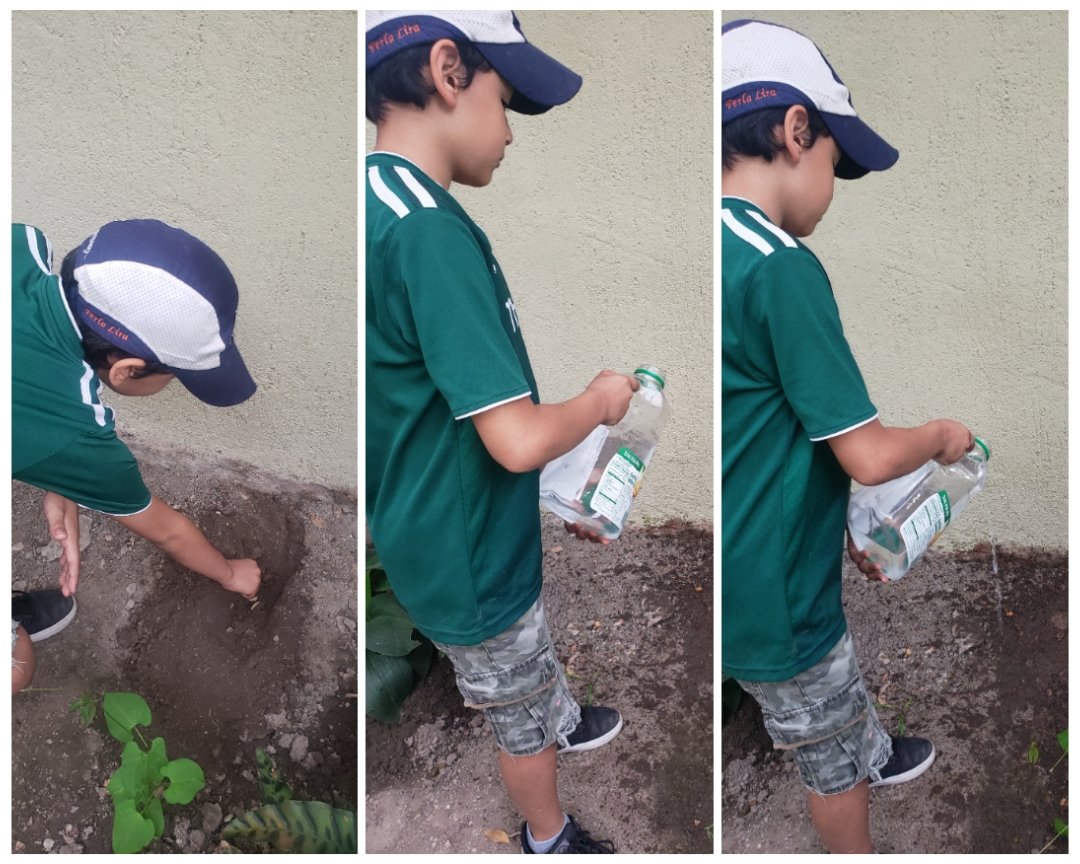 perbelise31's tweet photo. 21 abril 4to registro de observación.
El día de hoy acudimos a la milpa a registrar la evolución y nos encontramos con que por un malentendido arrancaron la planta de maíz dejándo solo la de frijol, la planta de frijol están los 3 brotes, el  crecimiento esta entre los 40 y 57 cm https://t.co/2kXvWD7YoJ