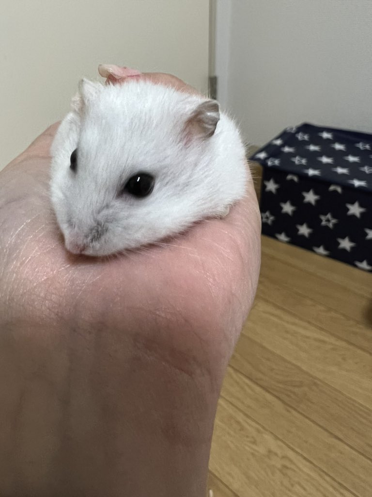 تويتر ゆい على تويتر ブサカワな写真撮れた 違いすぎるww パールホワイト ジャンガリアン ハムスター 面白写真 T Co Uno6ltjhgp تويتر ゆい على تويتر ブサカワな写真撮れた 違いすぎるww パールホワイト ジャンガリアン ハムスター 面白写真 T Co Uno6ltjhgp