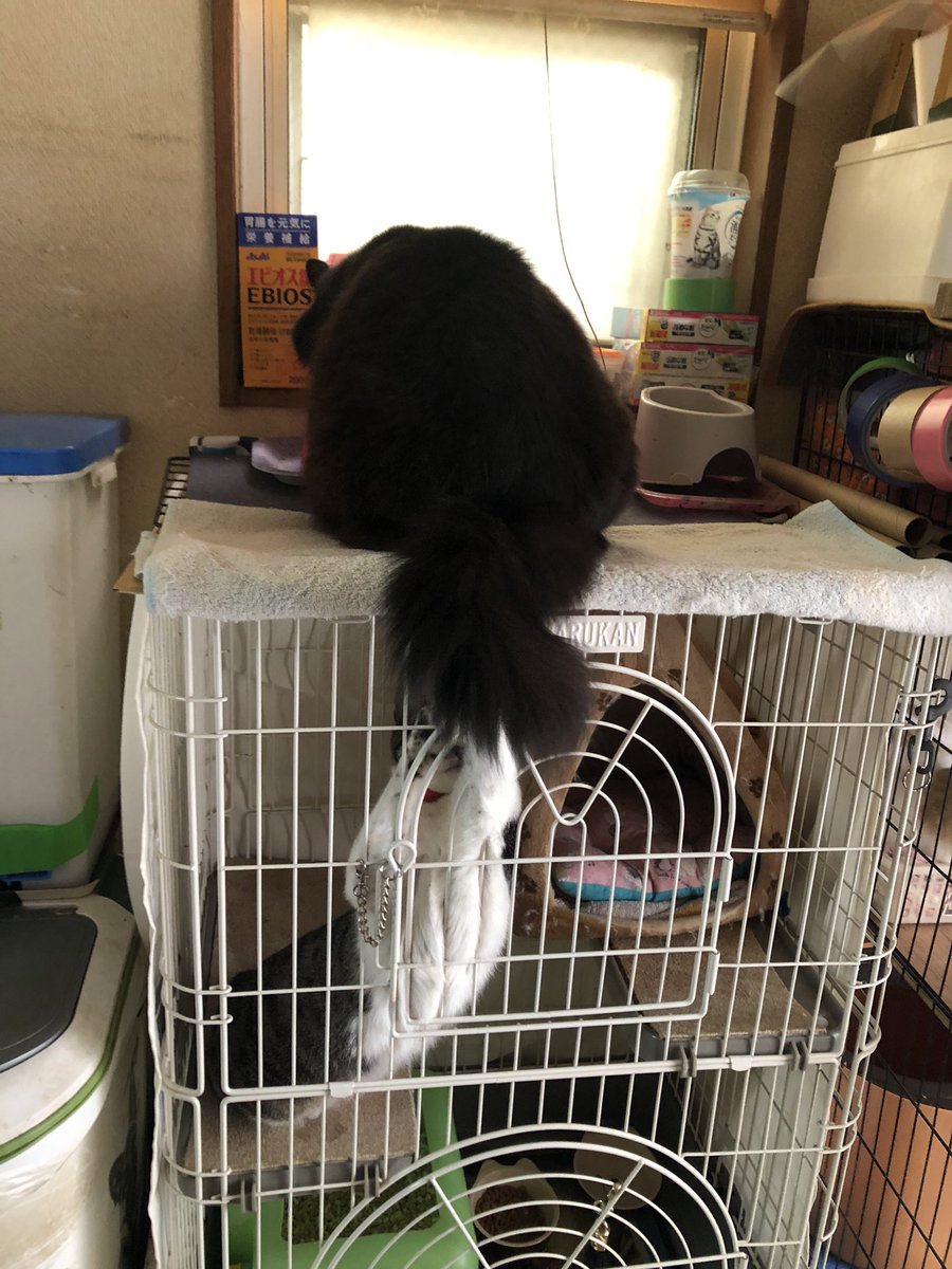 LoveMerodi's tweet photo. 7日
さつきお姉ちゃま
れんちゃん
エサを食べてる最中…
下から手が伸びてくるぅ~~‼︎ https://t.co/kIisO5tIH4