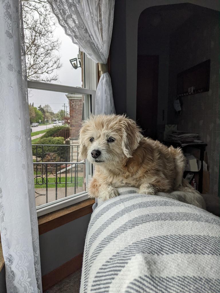 BusteReka's tweet photo. Watching for my favorite family member to arrive. 🪟💛🐾 https://t.co/4sMpbVHu9U