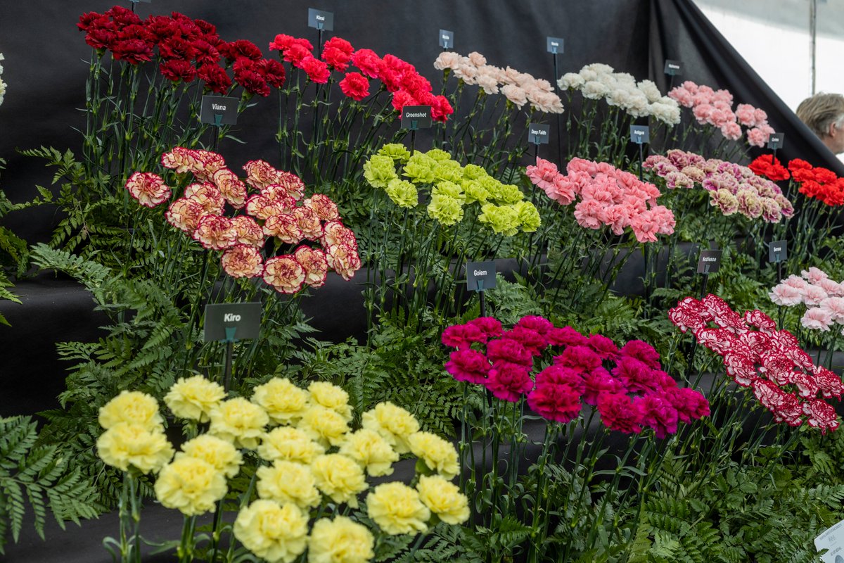 The_RHS's tweet photo. The Floral Marquee at #RHSMalvern is the place to be this weekend! πΏ πΌ π
Highlights include:
π΅ Striking cacti & succulents by Ottershaw Nursery
πΈ Vibrant blooms by G&K Carnations
π± A showcase of specialist excellence by 2022 #RHSMasterGrower, @PheasantAcre
@MalvernShows https://t.co/0U9zEUutpb