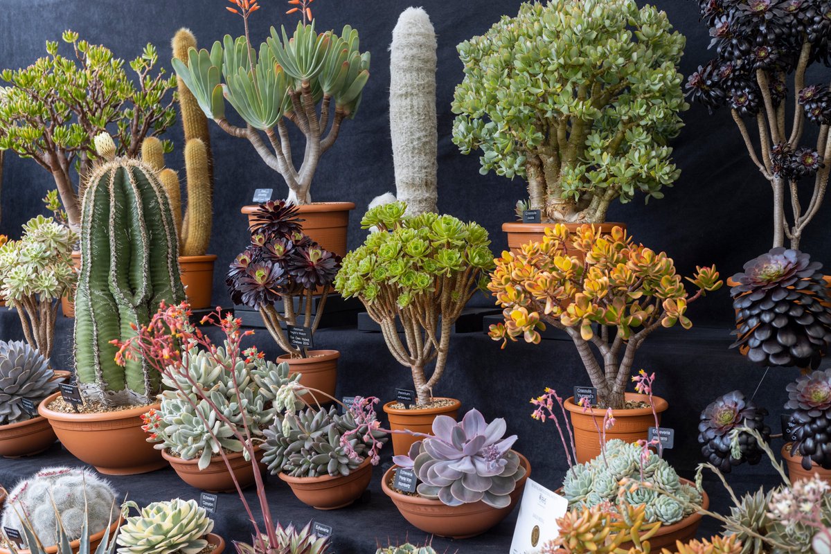 The_RHS's tweet photo. The Floral Marquee at #RHSMalvern is the place to be this weekend! πΏ πΌ π
Highlights include:
π΅ Striking cacti & succulents by Ottershaw Nursery
πΈ Vibrant blooms by G&K Carnations
π± A showcase of specialist excellence by 2022 #RHSMasterGrower, @PheasantAcre
@MalvernShows https://t.co/0U9zEUutpb