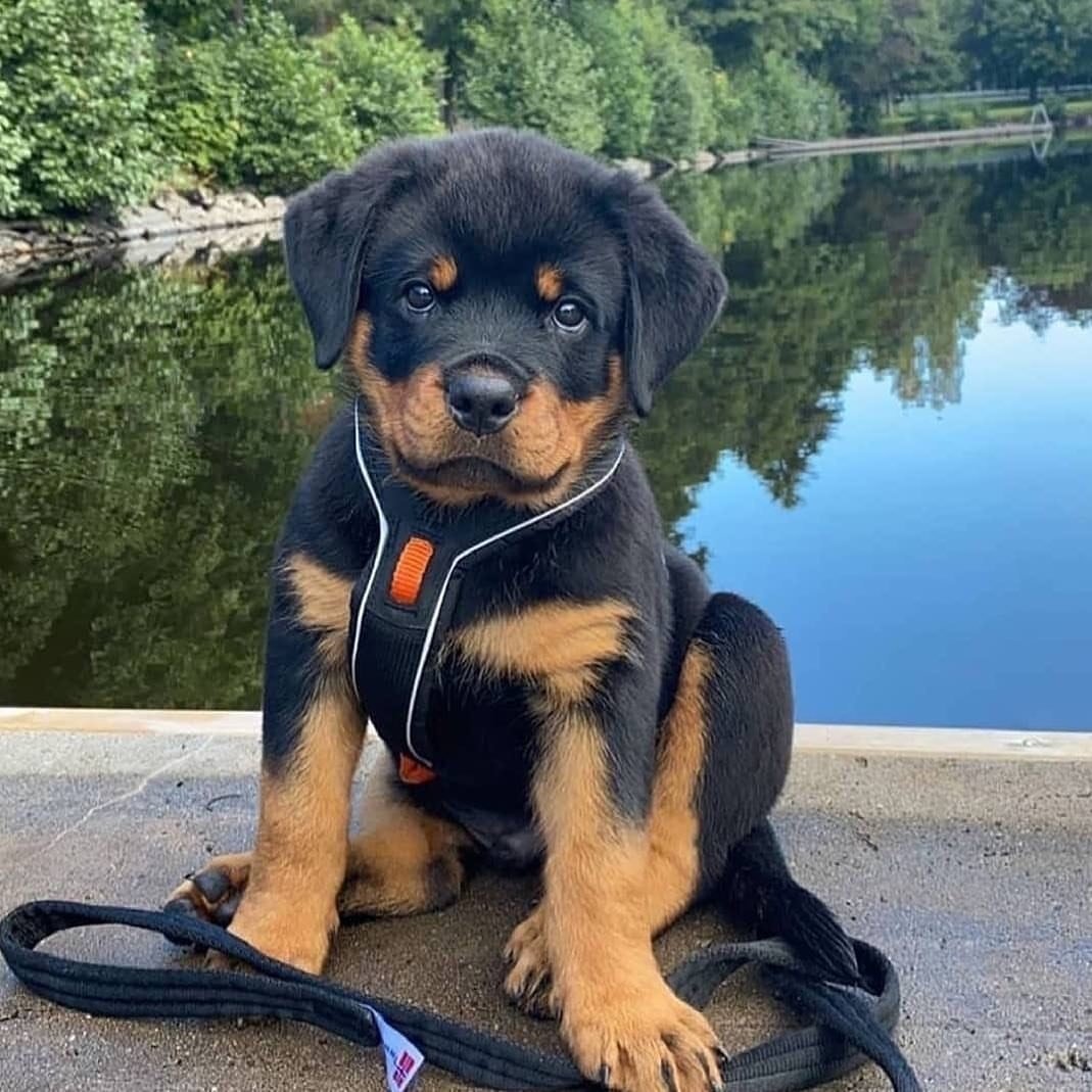 rottweilers_hub tweet media