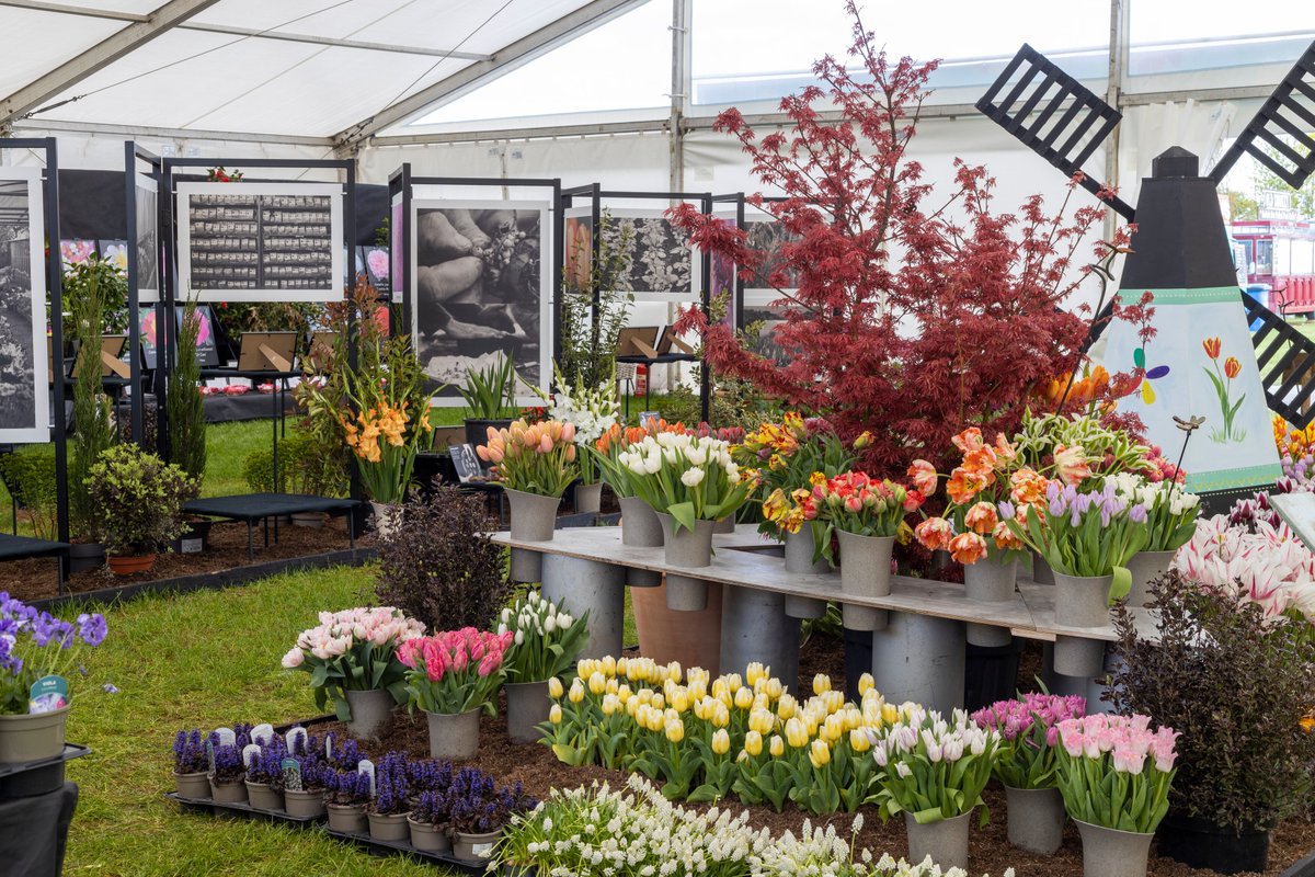 The_RHS's tweet photo. The Floral Marquee at #RHSMalvern is the place to be this weekend! πΏ πΌ π
Highlights include:
π΅ Striking cacti & succulents by Ottershaw Nursery
πΈ Vibrant blooms by G&K Carnations
π± A showcase of specialist excellence by 2022 #RHSMasterGrower, @PheasantAcre
@MalvernShows https://t.co/0U9zEUutpb