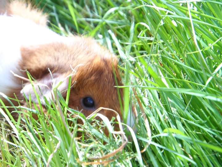 petalthepeeg's tweet photo. Throwback to #grass2016 our 1st year with the hooms. https://t.co/nmjJ1sZuCU