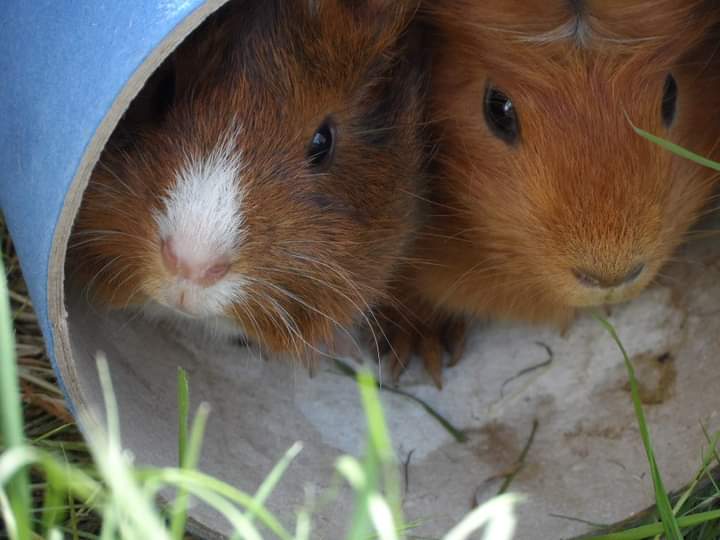 petalthepeeg's tweet photo. Throwback to #grass2016 our 1st year with the hooms. https://t.co/nmjJ1sZuCU
