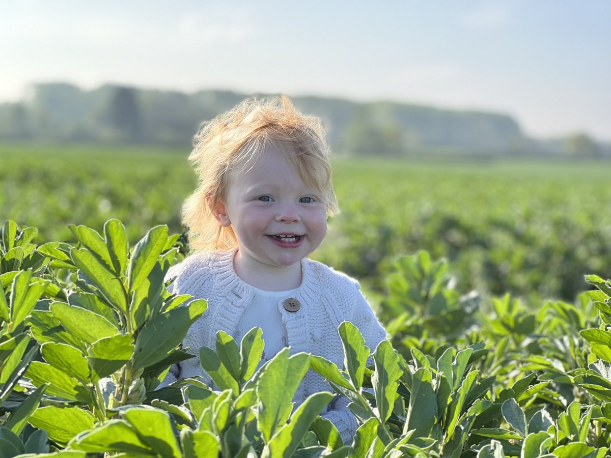 willoliver88's tweet photo. The best thing about farming is that on a Saturday morning after 5mm of rain can take #Ottilie out for a spot of field walking. #greatsmells and #NoNitrogen #familyfarm https://t.co/sOyg6uLI4z