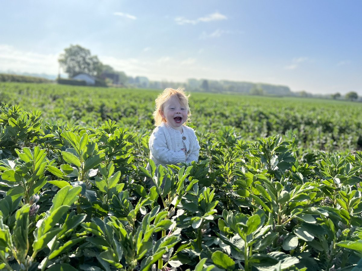 willoliver88's tweet photo. The best thing about farming is that on a Saturday morning after 5mm of rain can take #Ottilie out for a spot of field walking. #greatsmells and #NoNitrogen #familyfarm https://t.co/sOyg6uLI4z