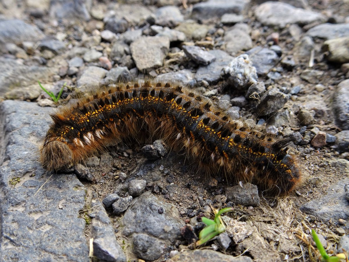 Fabulous Drinker #moth #caterpillar on the track Kerrera Argyll and Bute #Scotland 2 May - a lovely sunny day on a beautiful island @savebutterflies @BritishMoths @BuglifeScotland @BC_SWScotland @BC_Scotland