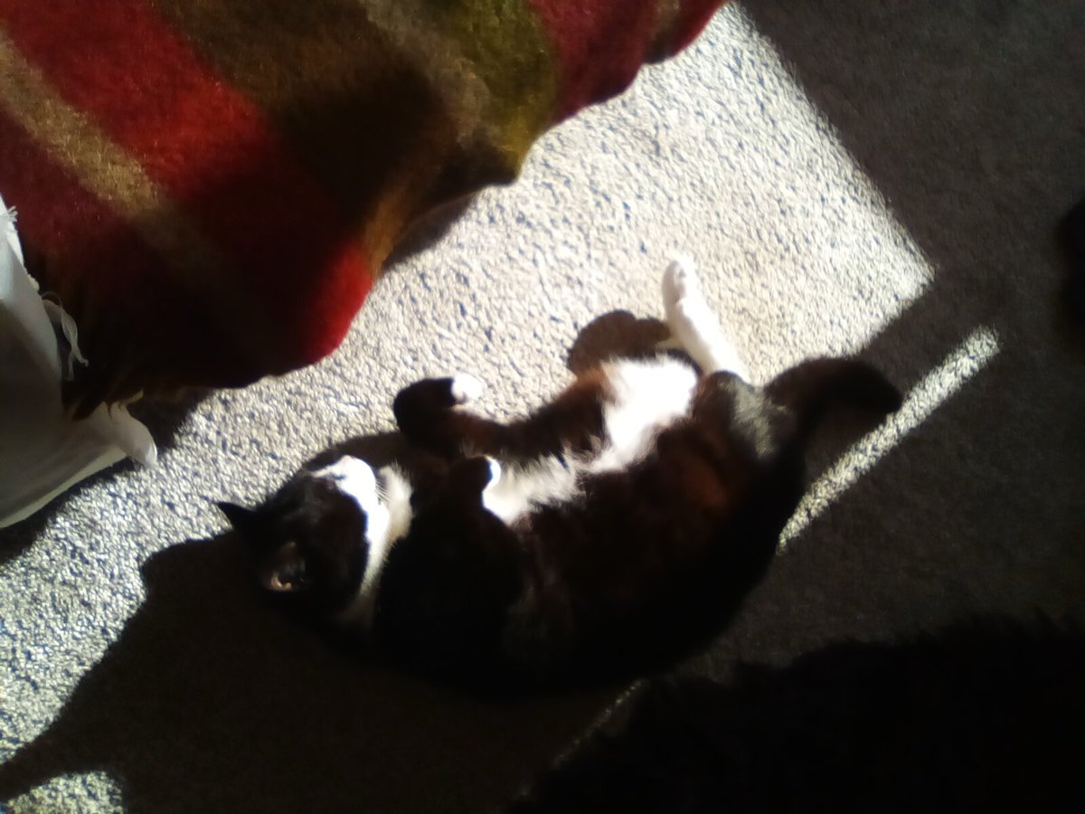 laurawattsflem1's tweet photo. Tis #sunpuddlesaturday.
Hope all my friends get to Subaths today.
Enjoy the sunshine ,โค๏ธ๐ค๐พ https://t.co/LbWruZJQfS