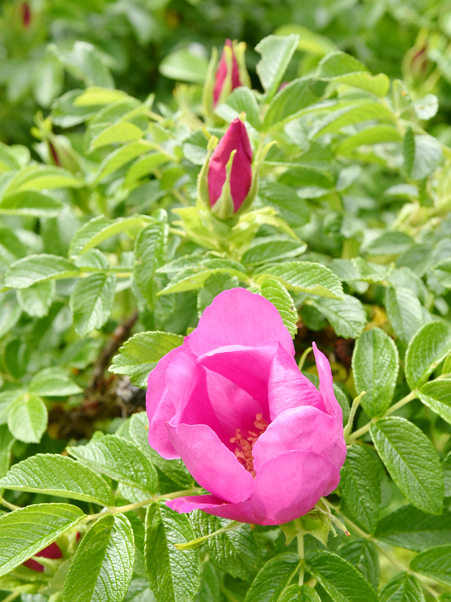 توییتر 国営ひたち海浜公園 公式 در توییتر ハマナスの思い出ガーデン で咲いているハマナスの花 近くを歩いていると なんだかいい香りが スパイスのような 甘酸っぱい香りが特徴です あちこちでふくらみ始めた蕾も可愛いですね ひたち海浜公園