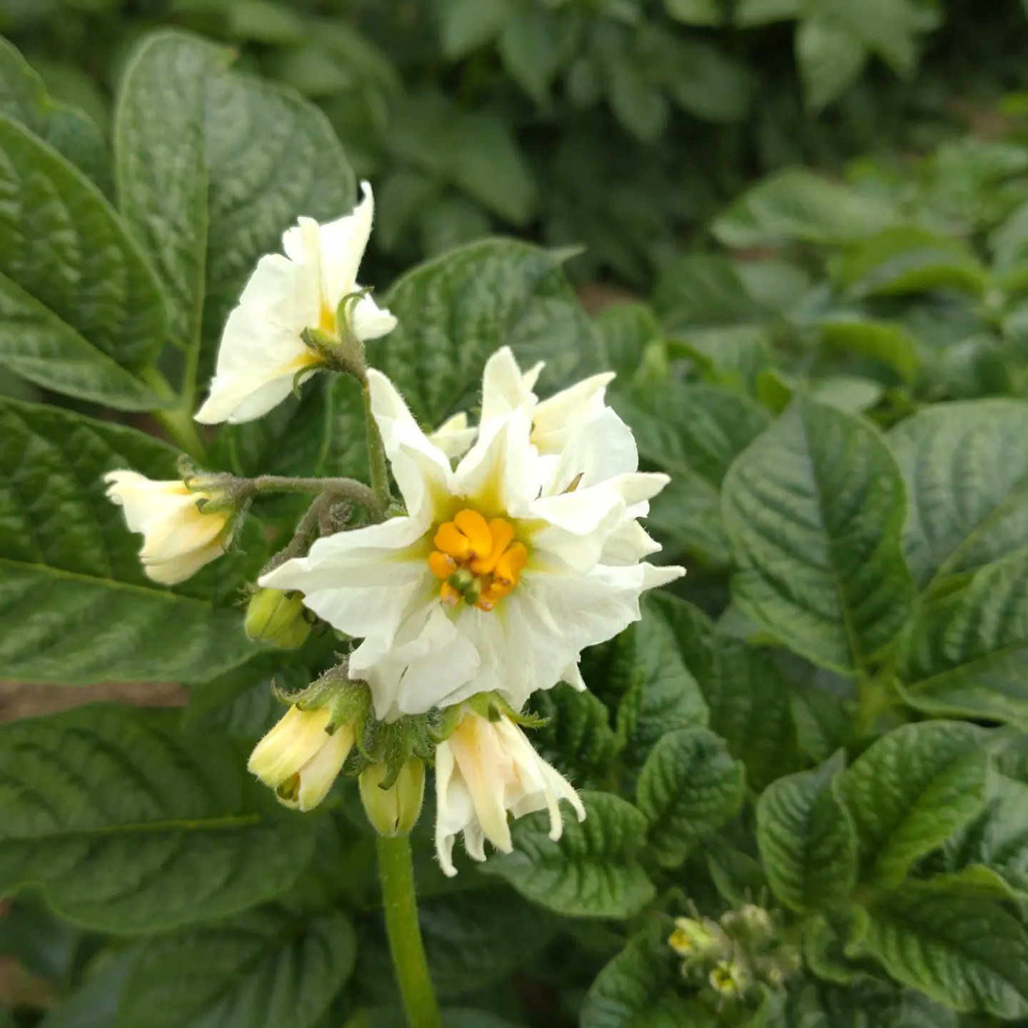 キヤッセ羽生 羽生の里 ジャガイモの花が咲きました 白の花がとうや 紫の花がキタアカリです キヤッセ羽生 ジャガイモ 収穫体験 花 白 紫 とうや キタアカリ 直売所 公園 畑 埼玉観光 埼玉県 羽生市 T Co 7ys15uu4vx Twitter