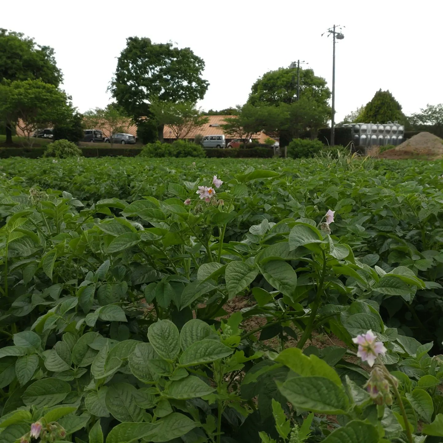 キヤッセ羽生 羽生の里 ジャガイモの花が咲きました 白の花がとうや 紫の花がキタアカリです キヤッセ羽生 ジャガイモ 収穫体験 花 白 紫 とうや キタアカリ 直売所 公園 畑 埼玉観光 埼玉県 羽生市 T Co 7ys15uu4vx Twitter