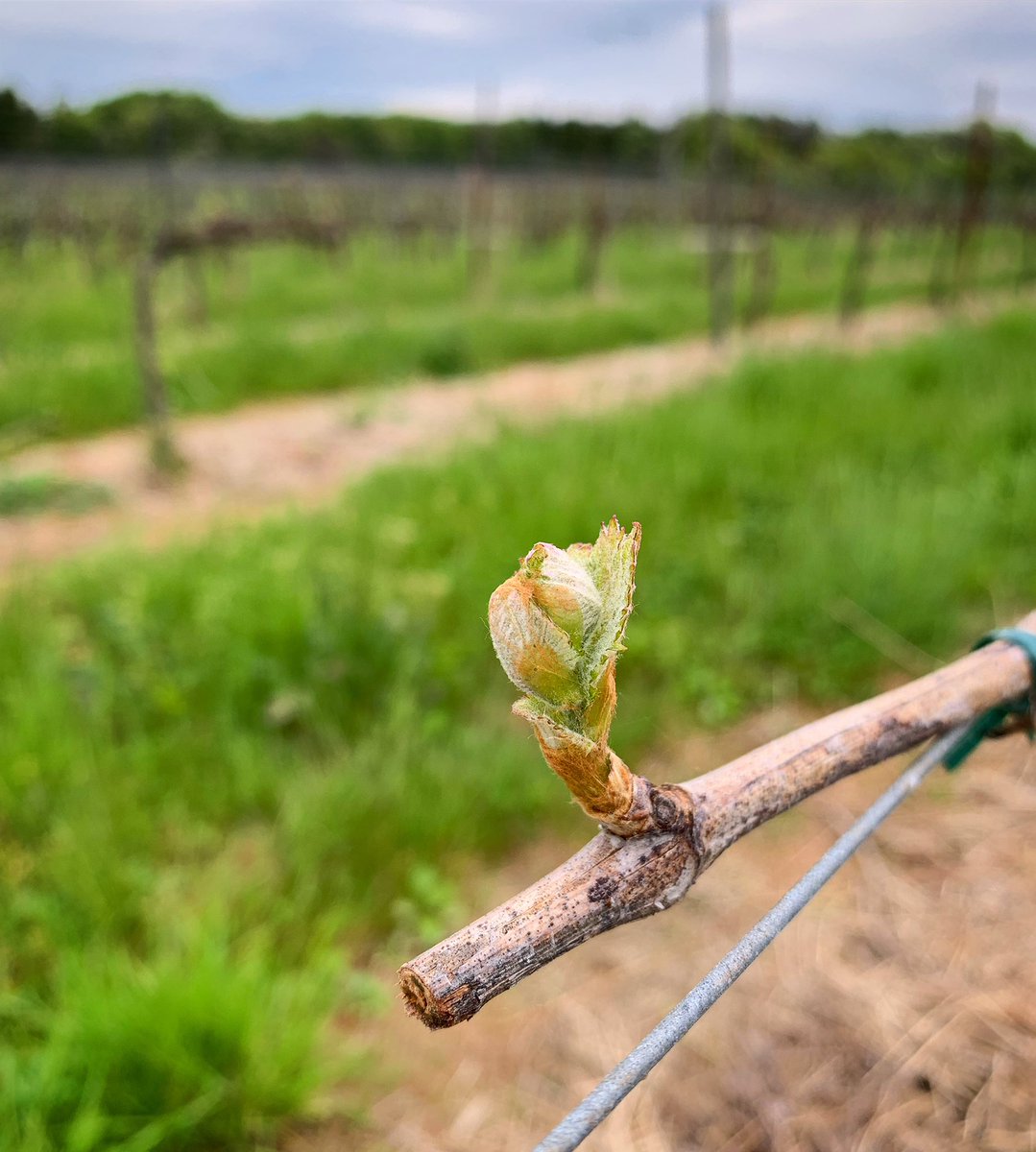 okurusky's tweet photo. ☁︎  20℃、59%、༄5m
［No.3：Saperavi］

#世界農業遺産 
#能登の里山里海 
#vineyard 
#wine 
#okurusky 
#takada 
#saperavi https://t.co/aUZhK5tMVn