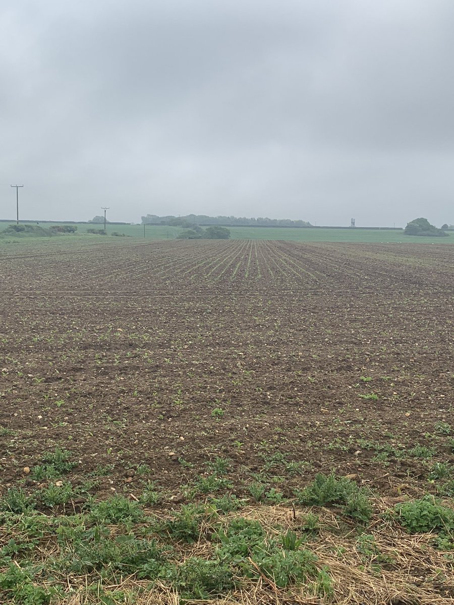 Wk7 50% more rain in 6 days of May compared to the whole of April. Cue sighs of relief. 1L/ha of Conviso One applied yesterday. Crop not that messy but Fat Hen at 4TL , ideal timing.