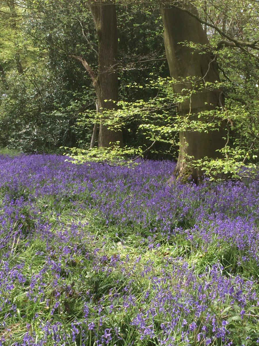 Fabulous bluebells in Parrot’s Drumble, Talke Pits. Well worth a visit. <a href="/StaffsWildlife/">StaffsWildlife 🦔🍄🦇</a> reserve
