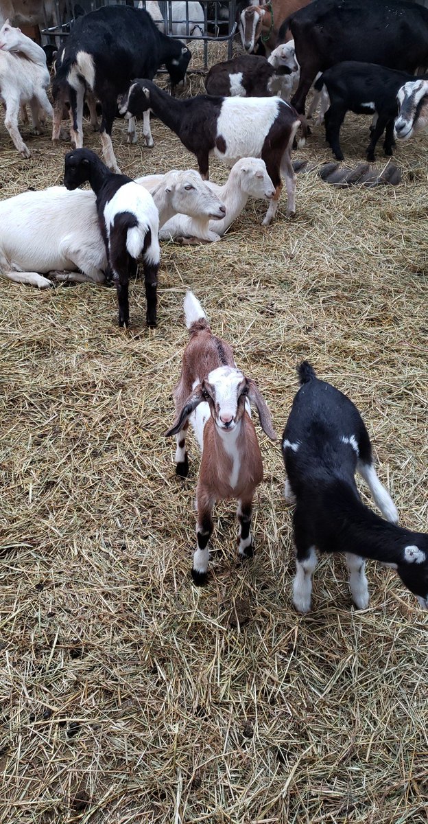 goats_of's tweet photo. @MorOhmic Here she being a normal goat, not slumped on herself. https://t.co/Nu0dFz1L7R