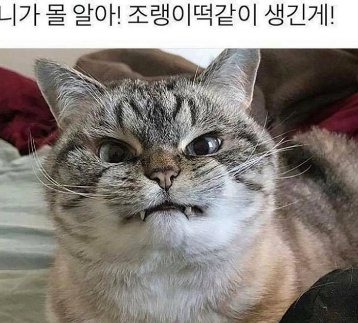 Gam_Seed's tweet photo. 행고 냥냥니 완전 이거( ˃̣̣̥᷄⌓˂̣̣̥᷅ ) https://t.co/JyVTaIO79v