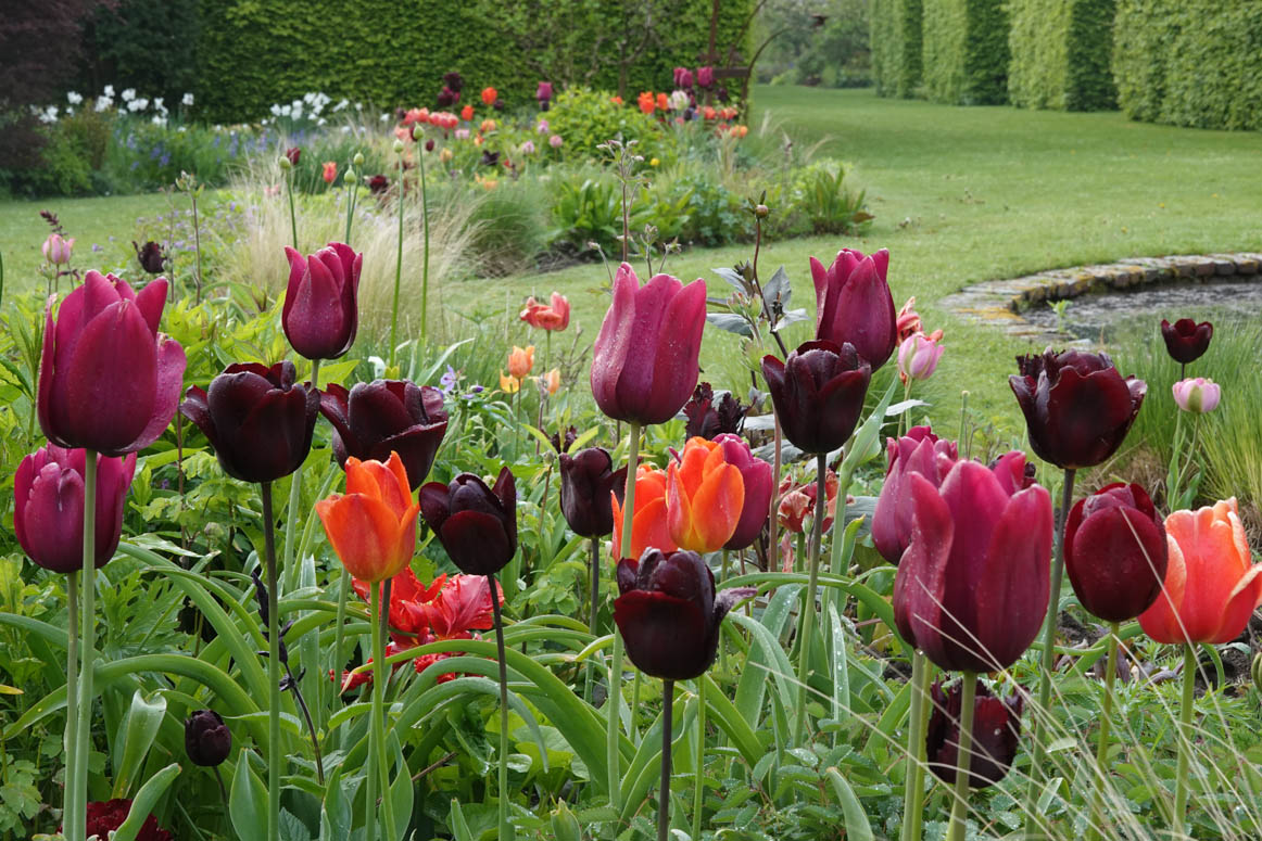 zat 7 en zo 8 mei BOLLENDAGEN 
Zomerbollen van Hein Meeuwissen, voedselbosplanten en heesters van Arborealis, boeken over tuinen en architectuur van Architectura &amp; Natura (alleen op zondag), schaduwplanten van Bart Wortelboer. dekleineplantage.nl