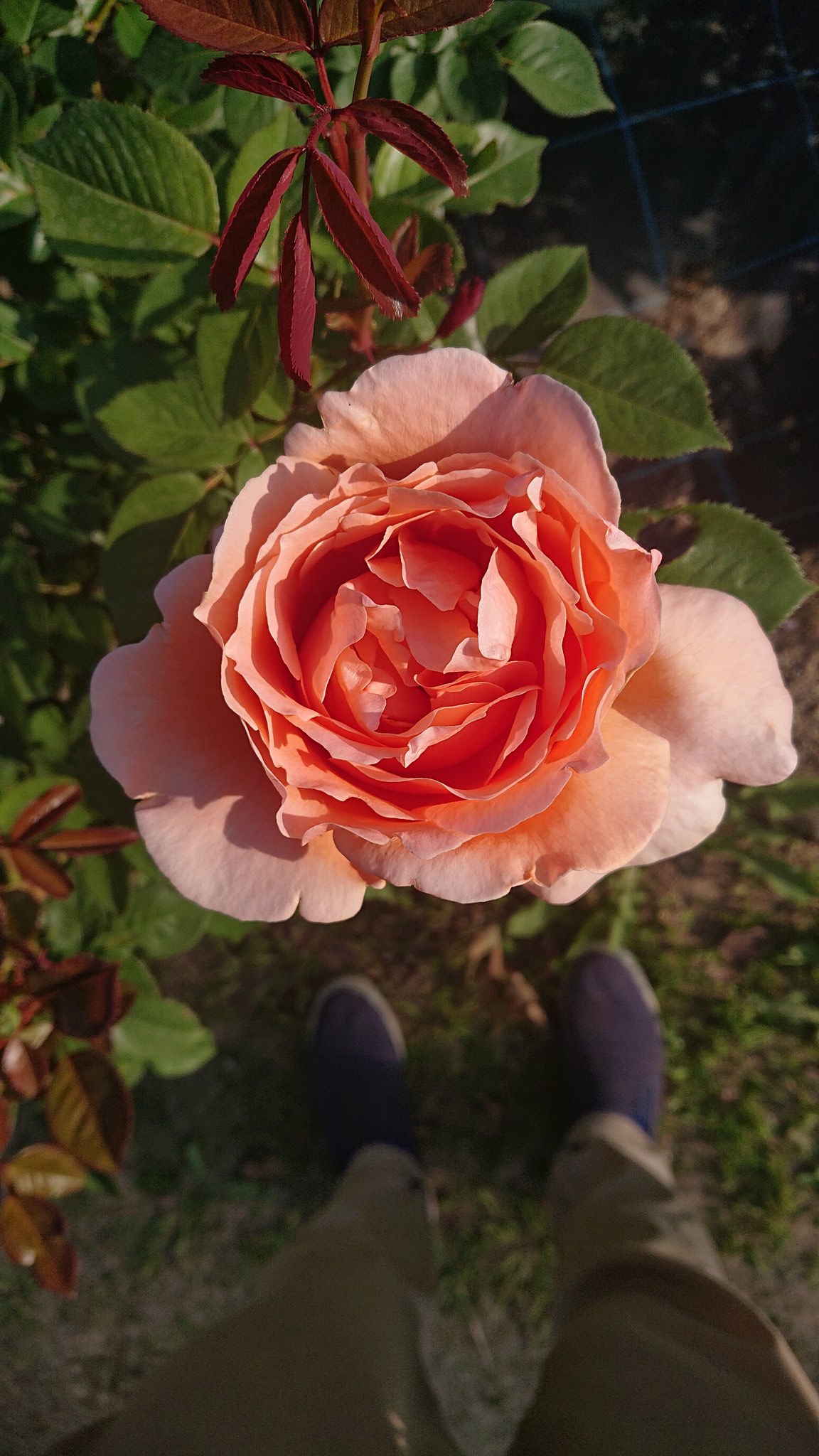 流水 薔薇って花びら の枚数多いな あと 焼き肉食べたくなってきた T Co Xfjj8im0ok Twitter