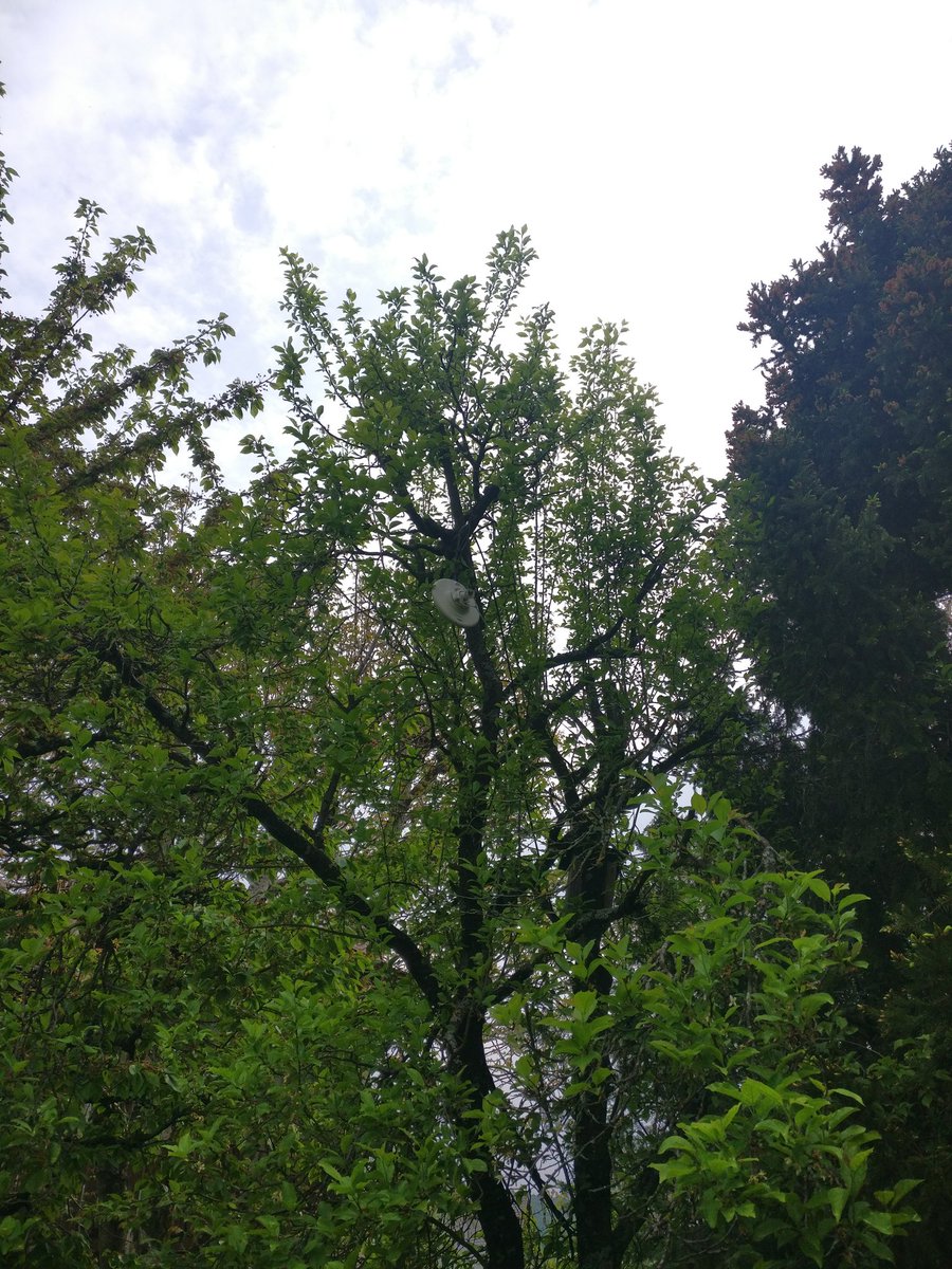 TobT42's tweet photo. "Unser Internet ist Abgestürzt."
"Es hängt kopfüber im Baum"
#Freifunk #richtfunk
Verwendet UV beständige Kabelbinder https://t.co/mB7NGccCMO