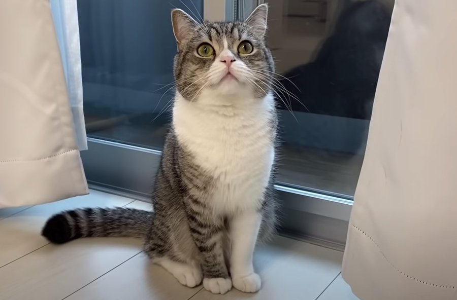 もちまる日記の飼い主は顔バレしてる 仕事についても調査 シュバルツのトレンディ日和