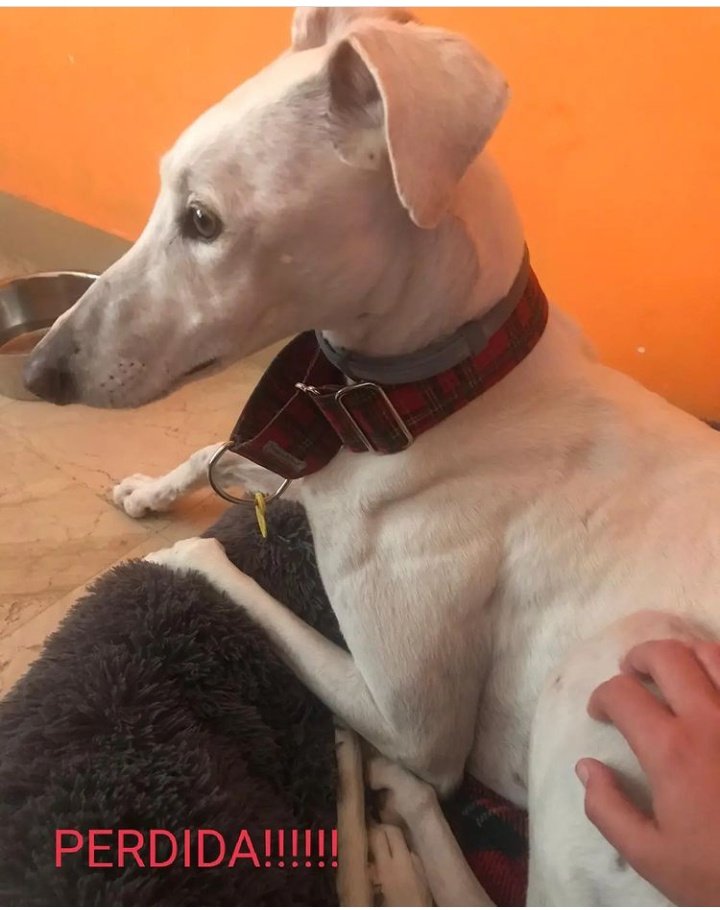 Perra perdida en zona #Brenes - #Pradollano en #Sevilla.
Responde al nombre de Lola. Miedosa.
Tfno contacto. 617587399 - 617937997
Si alguien conoce gente en Sevilla, agradecería difusión.
#perroperdido 
#FeriaSevilla2022