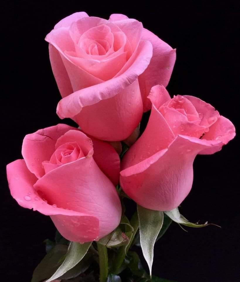 نحن لا نتغيّر ، مشاعرنا تبقى ثابتة ..
ما يتغيّر مع الوقت هو طاقة التحمل لدَينا..
القدرة على المحاولة .. على الاستمرار .. على الكلام   .. و حتى على الصمت ..
و هكذا تدور العلاقات الإنسانية  وتتبدّل..
 لتهدَأ و تجِد مكان استقرارها  فتتوقف حيثُ وجدَت فيه الأمان .. الأمان قبل أي شي