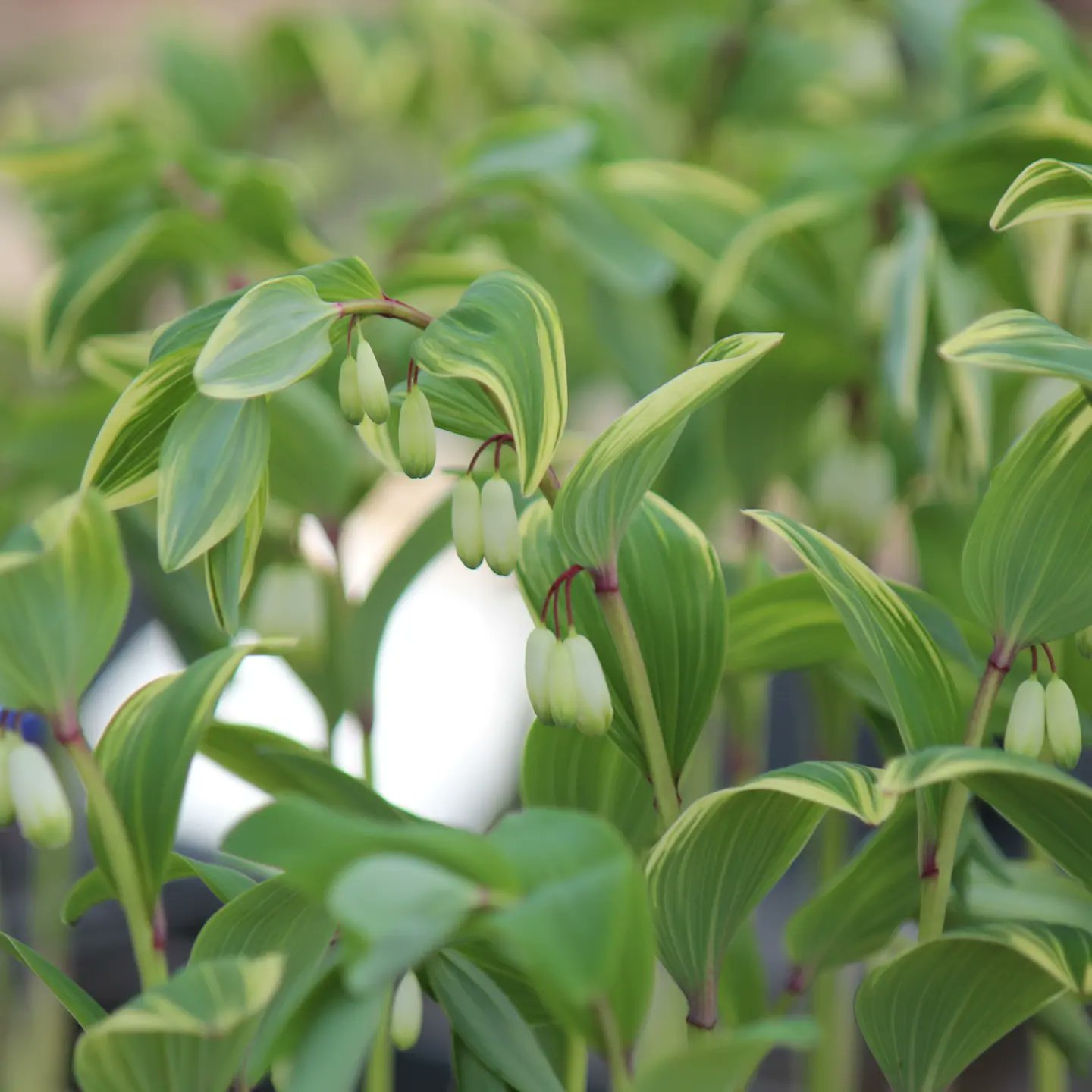 Polygonatumodoratum Twitter Search Twitter