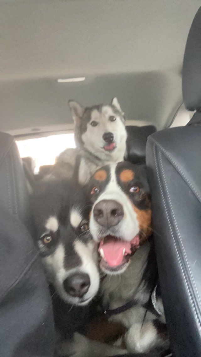 pippinese's tweet photo. I’m trying to teach Huskies how to stack like Bernerware. #itsnotgoingwell #Huskies #bernesemountaindog  #tupperware #pupperware #dogsoftwitter #dogs https://t.co/3m8KWZX3PS