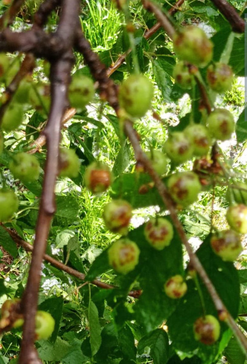 ahsanpardesi's tweet photo. Hailstorm has created havoc and destroyed #cherrycrop in areas of fakir Gujree / Dara in srinagar. This will severely hit thr economy. Request @OfficeOfLGJandK @AsadamAijaz @srinagaradmin @AjazAhmadKas to provide immediate relief /help. https://t.co/VpBTqdDwWS