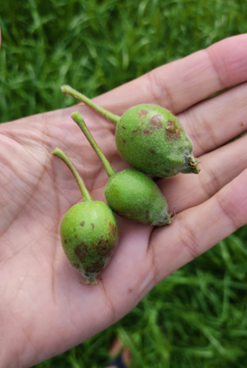 ahsanpardesi's tweet photo. Hailstorm has created havoc and destroyed #cherrycrop in areas of fakir Gujree / Dara in srinagar. This will severely hit thr economy. Request @OfficeOfLGJandK @AsadamAijaz @srinagaradmin @AjazAhmadKas to provide immediate relief /help. https://t.co/VpBTqdDwWS