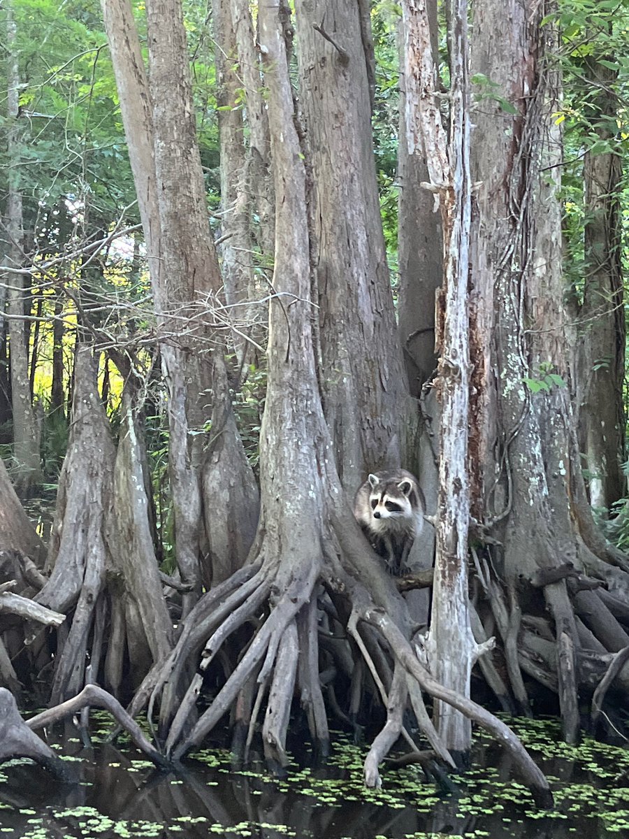 Swamp tour, to finish a great week at #CHI2022 Alligators, Turtles, Eagles and Catfish but the raccoons were my favourite! 🤩