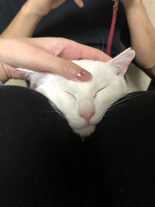 貴族だからスモアトーストにチョコソースかけて食べた。写真はおにぎりになった猫。 