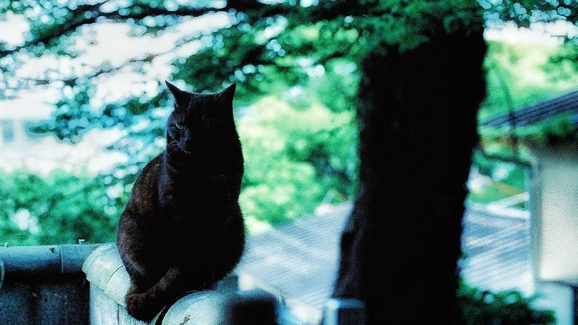 5h0he1's tweet photo. Voigtlander BESSA R3A
CineStill 800 Tungsten
Voigtlander Nokton 50mm f1.1
Location Onomichi, HIROSHIMA
猫の細道
評判通り、ちゃんと🐱会えました
#尾道
#猫の細道
#広島
#写真が好きだ
#フィルムカメラ
#CineStill
#Tungsten800
#Voigtlander
#bessar3a
#nokton https://t.co/JaCAAzkjoG