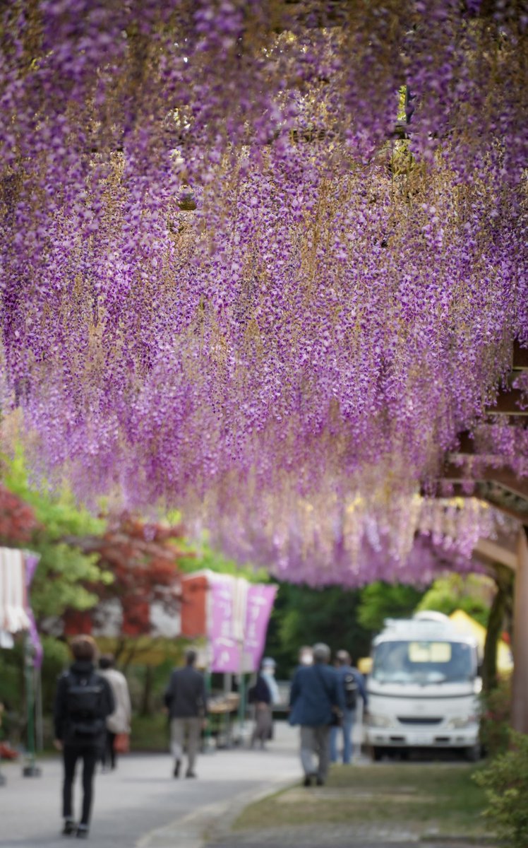 Earth_n's tweet photo. The wisteria corridor.
.
.
Location : Aichi Prefecture, Japan
#豊田市御作町 #ふじの回廊 
.
.
#藤の花 
#藤棚
#tokyocameraclub ⠀
#東京カメラ部⠀
#bestjapanpics⠀
#IG_PHOS⠀
#IG_JAPAN⠀
#IGersJP⠀
#team_jp_ ⠀
#i_c_part https://t.co/Z87uuzSx5Q
