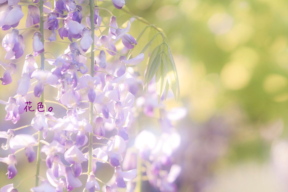 ꕤ*.ﾟ

#キリトリセカイ  
#ファインダー越しの私の世界 
#TLを花でいっぱいにしよう 
#写真が好き
#藤