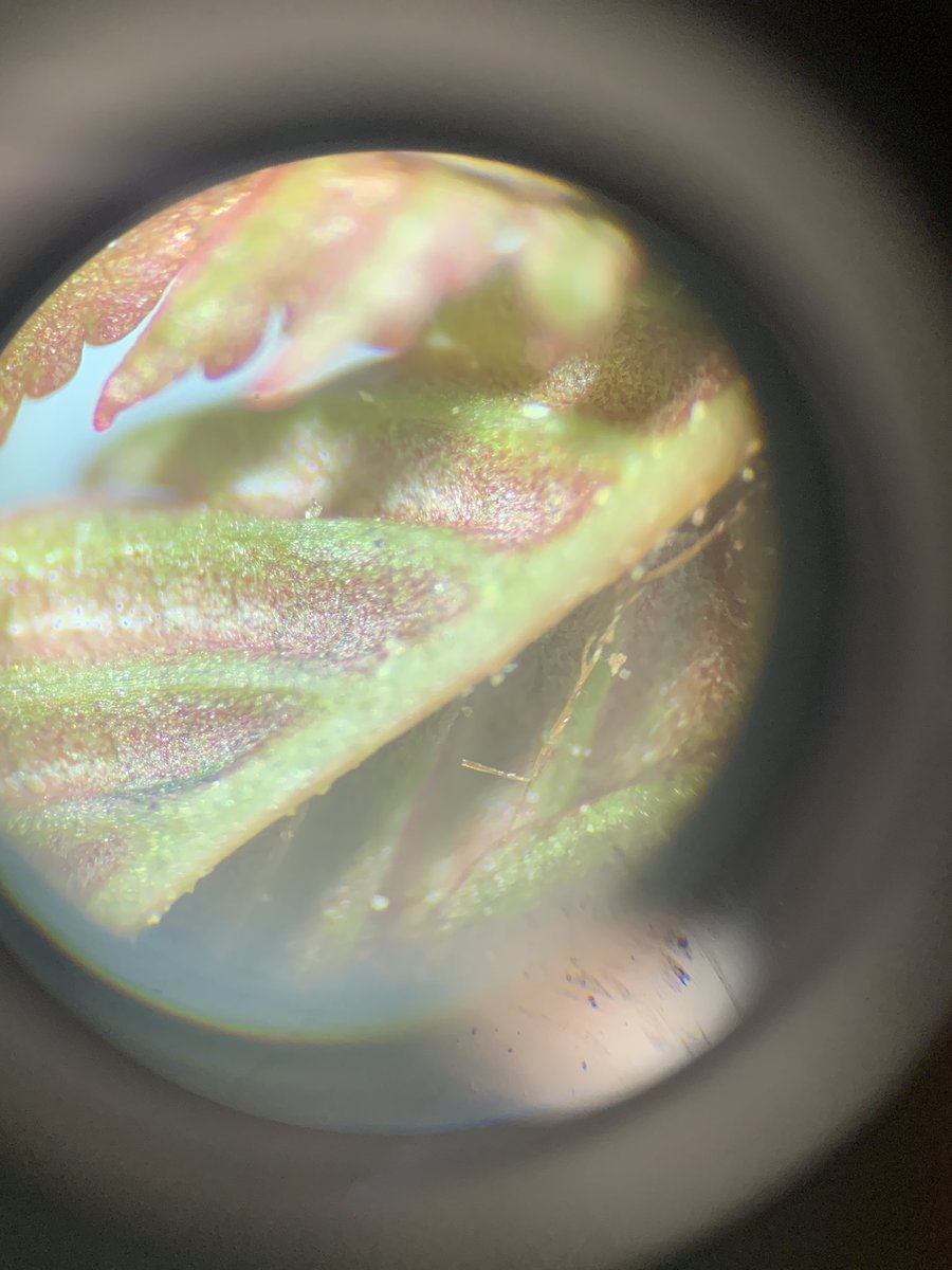 BohayJulie's tweet photo. Sc8 was busy this week exploring all things small!🔬
Warms my heart to hear “This is cool!”, “Check this out!” After years of covid restrictions 
#futuremicrobiologists
#becurious 
@RundleJrHigh https://t.co/BMuHkI0hGB