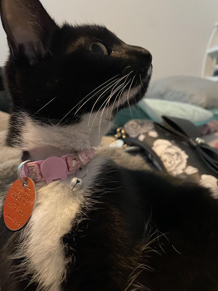 Pose
#CatsOfTwitter #CatsOnTwitter