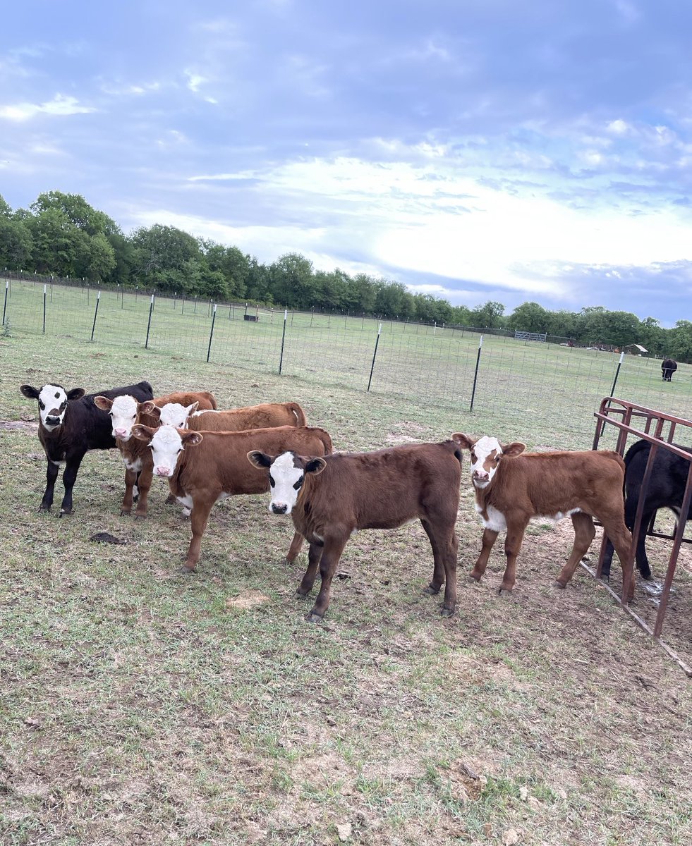 Thank God for healthy cattle, my new arrivals. Aren’t they beautiful? #cowboy #Cattle #cow