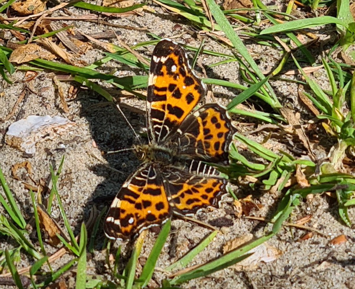 IsaVerbist's tweet photo. Map butterfly 🧡🖤
#mapbutterfly #map_butterfly #butterfly #butterflies #ThePhotoHour @europebutterfly @savebutterflies @LGSpace #NaturePhotography @WoodlandTrust #pollinators @Butterfly_bros #TwitterNatureCommunity @vlinderNL #butterflyphotography #landkaartje https://t.co/mbQXvOQQAS