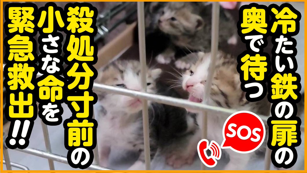 にこねこ【保護猫の保育園】 (@niconeko2575) / Posts / X