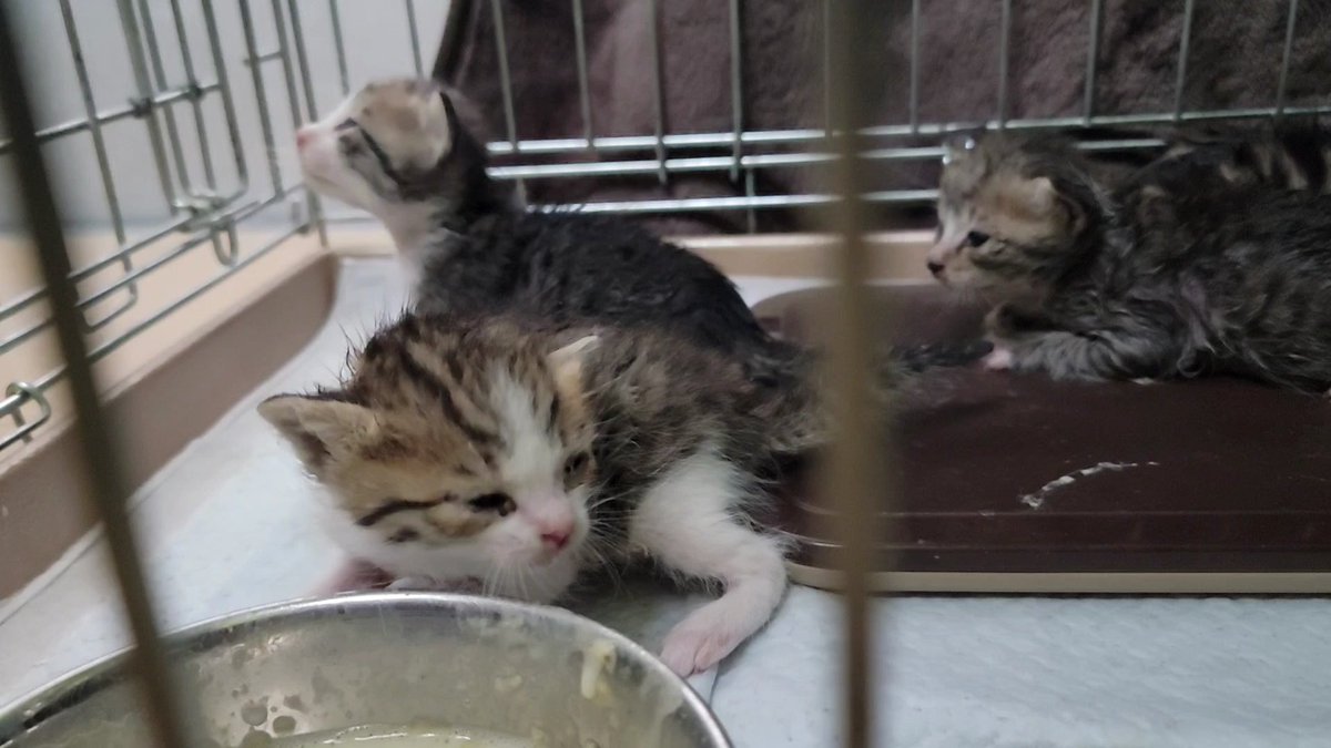 殺処分寸前の乳飲み子4匹を引き取りに行ってきました。
今回、ボランティア団体の代表様に同行させていただき、保健所引き出しに立ち会わせていただきました。
辛い現場に幾度となく足を運んでいらっしゃる代表様には、頭が下がる思いです。

#子猫保護 
#保健所収容 
#殺処分ゼロ