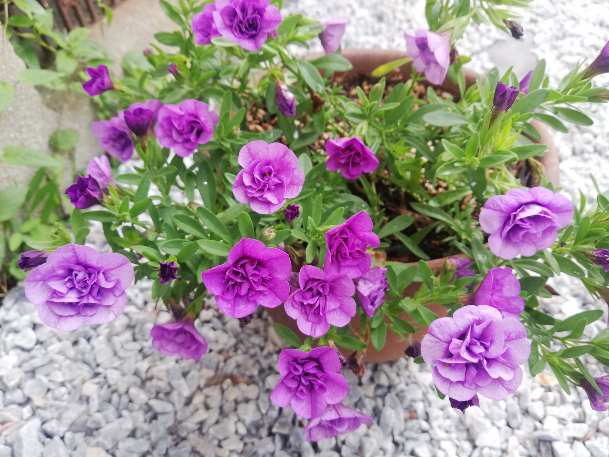 フリージア ラクサ Twitter Search Twitter