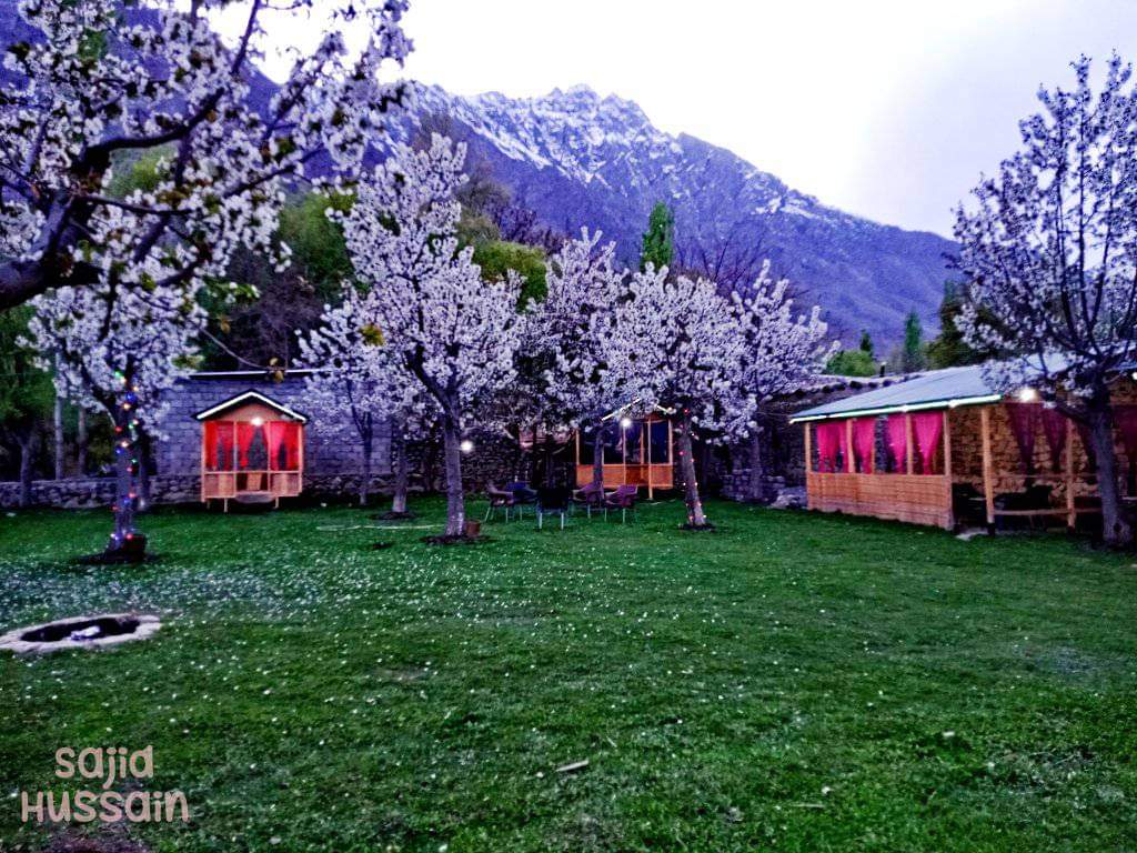 Cherry Blossom in Cherry Garden Upper Kachura Skardu.