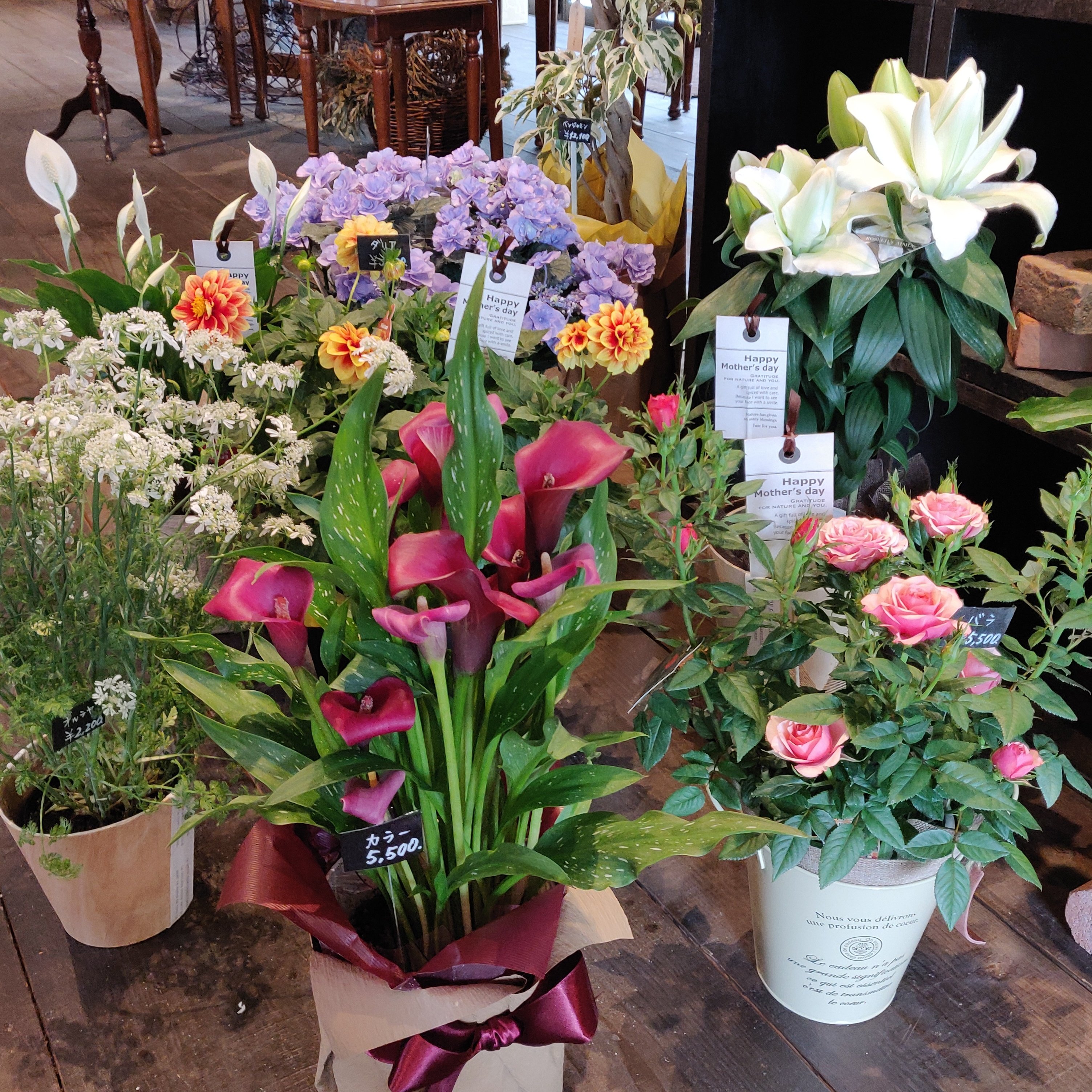 Forest De Florist ガーデニング Tlを花でいっぱいにしよう ガーデニングや 植物を育てるのが好きなお母さんには 鉢植えのお花のプレゼントは いかがですか 福岡県 宗像市 花屋 お母さんいつもありがとう 母の日 福津市 古賀市 宮若市 岡垣町