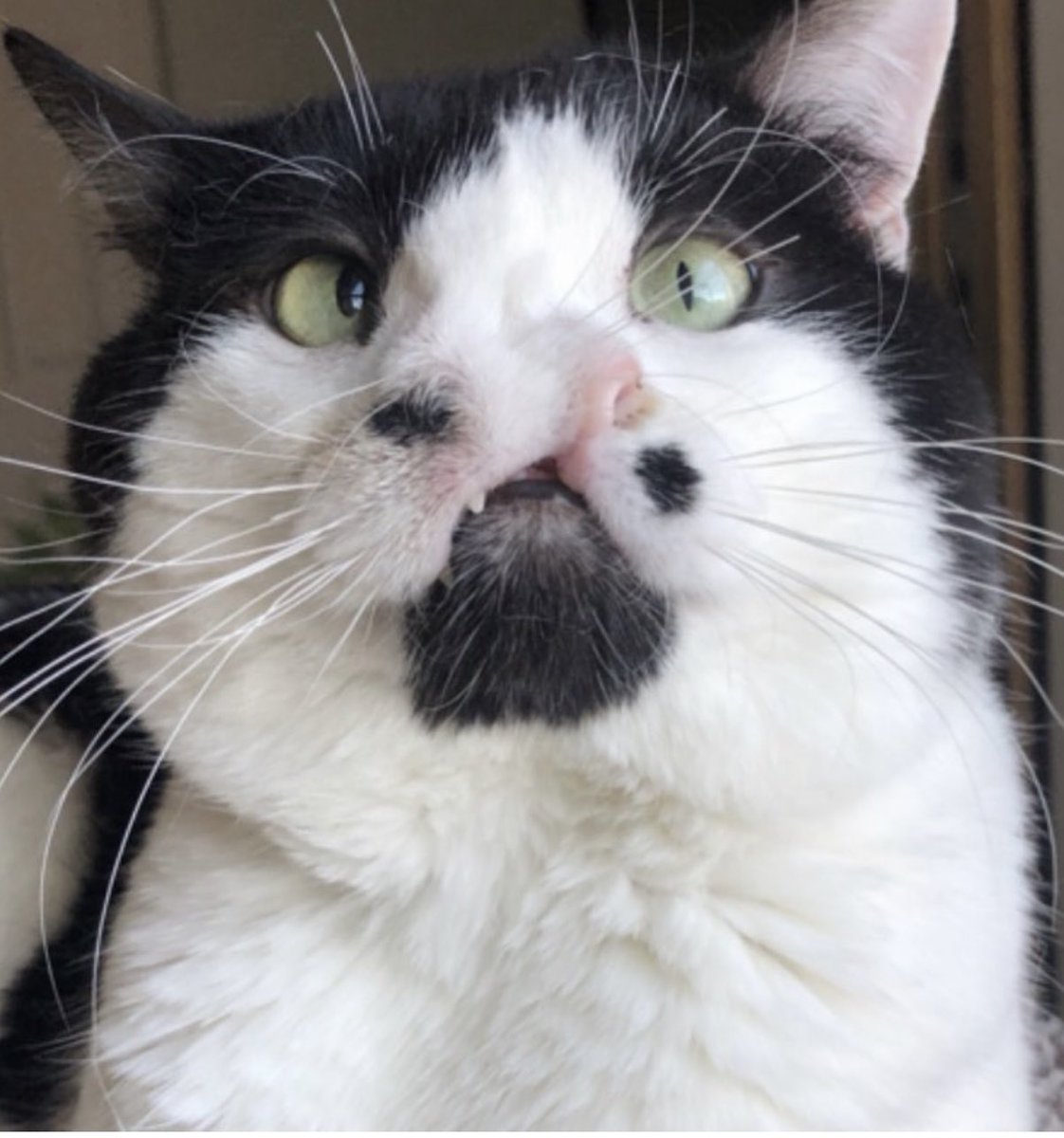 MemphisNose's tweet photo. what’s your favorite thing about me https://t.co/wcbrbFCAOJ
