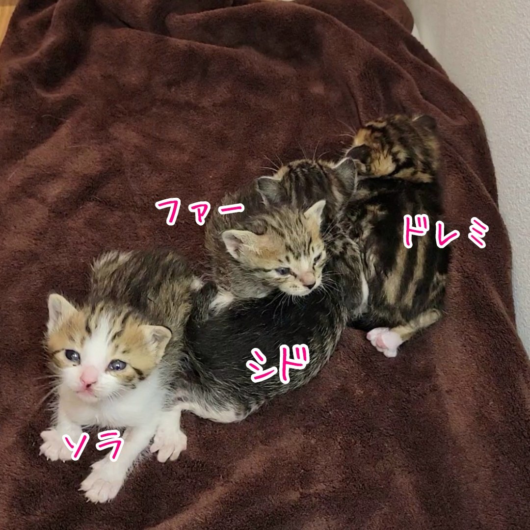 【にこねこ保育園🌸園児紹介】
殺処分寸前に保護された4匹の乳飲み子ちゃんたち…

・ドレミちゃん
・ファーちゃん
・ソラちゃん
・シドちゃん

メロディー兄妹です😊🎶
よろしくお願いします

成長の記録はYouTubeにて配信予定です🍀

#子猫保護
#殺処分ゼロ 
#乳飲み子
#にこねこ