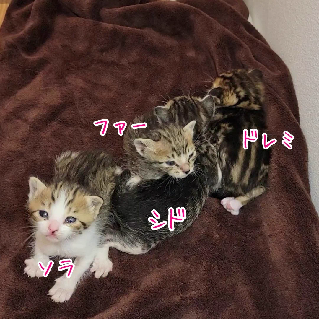 にこねこ【保護猫の保育園】 (@niconeko2575) / X