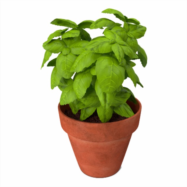 Whereismy_Tree's tweet photo. Good Morning Everyone!!
Follow Nature's way to positivity!!
Basil Plant, Tulsi purifies the air around you.
Plant Tulsi and bring positivity
#basilplants #tulsiplant #tulsi #basil #tulsiininstagram #whereismytree #wmt #whereismytreeofficial #prosperity #happiness #drybasil https://t.co/2cGJ8RQr2j